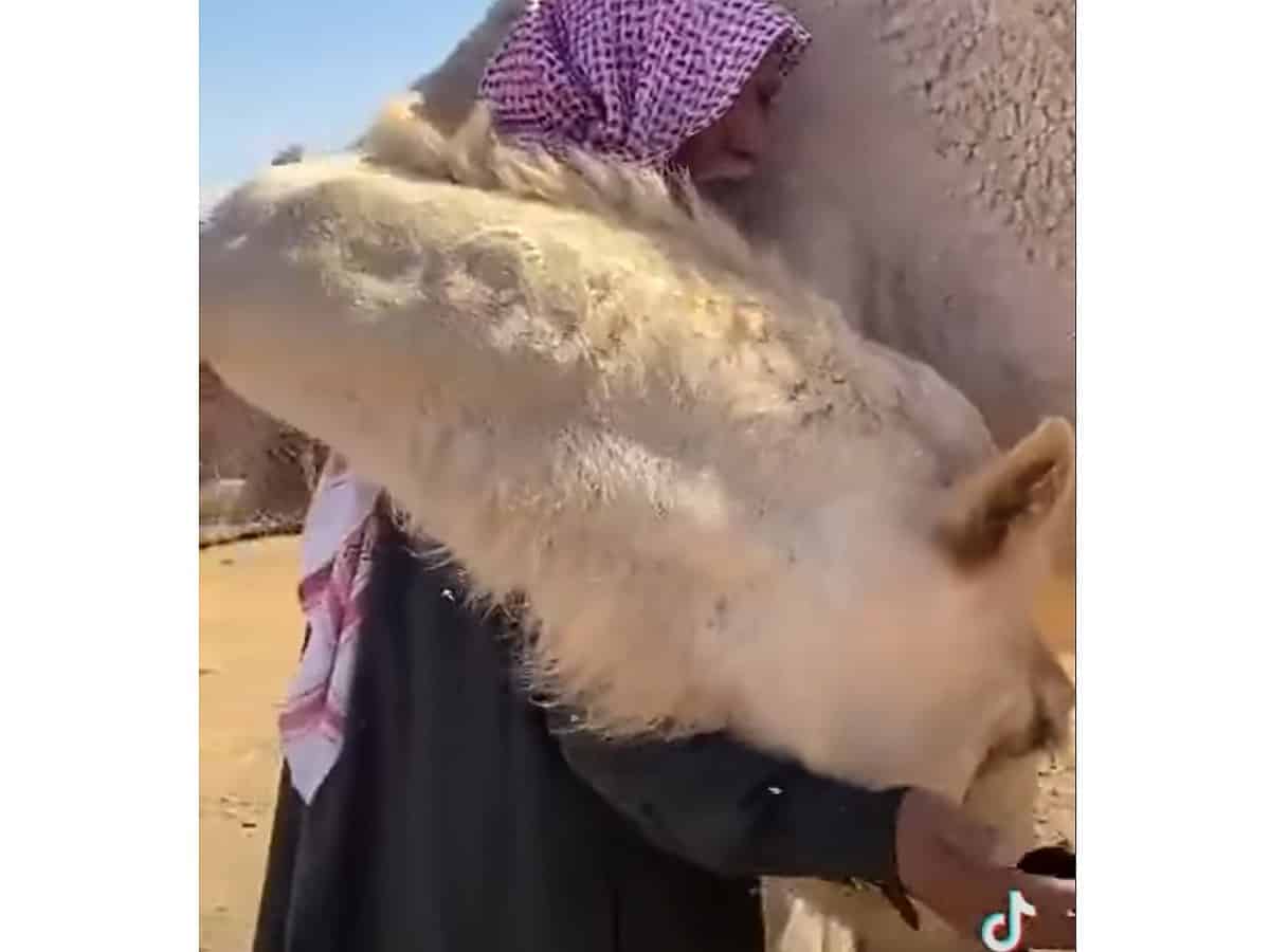 Watch: Camel embrace ex-owner upon meeting him in Saudi Arabia
