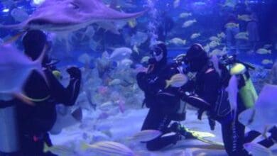You can dive with sharks at National Aquarium in Abu Dhabi