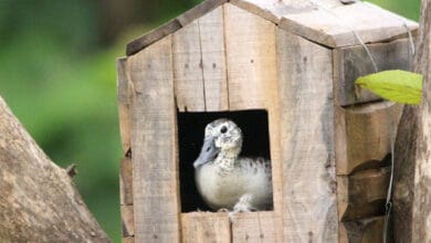 Bird Walk program