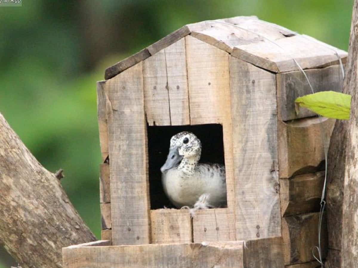 Bird Walk program