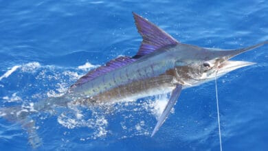 marlin fish