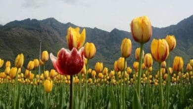 Srinagar tulip garden to open on March 20