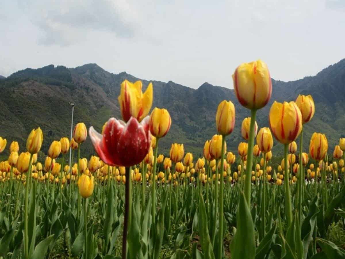 Srinagar tulip garden to open on March 20