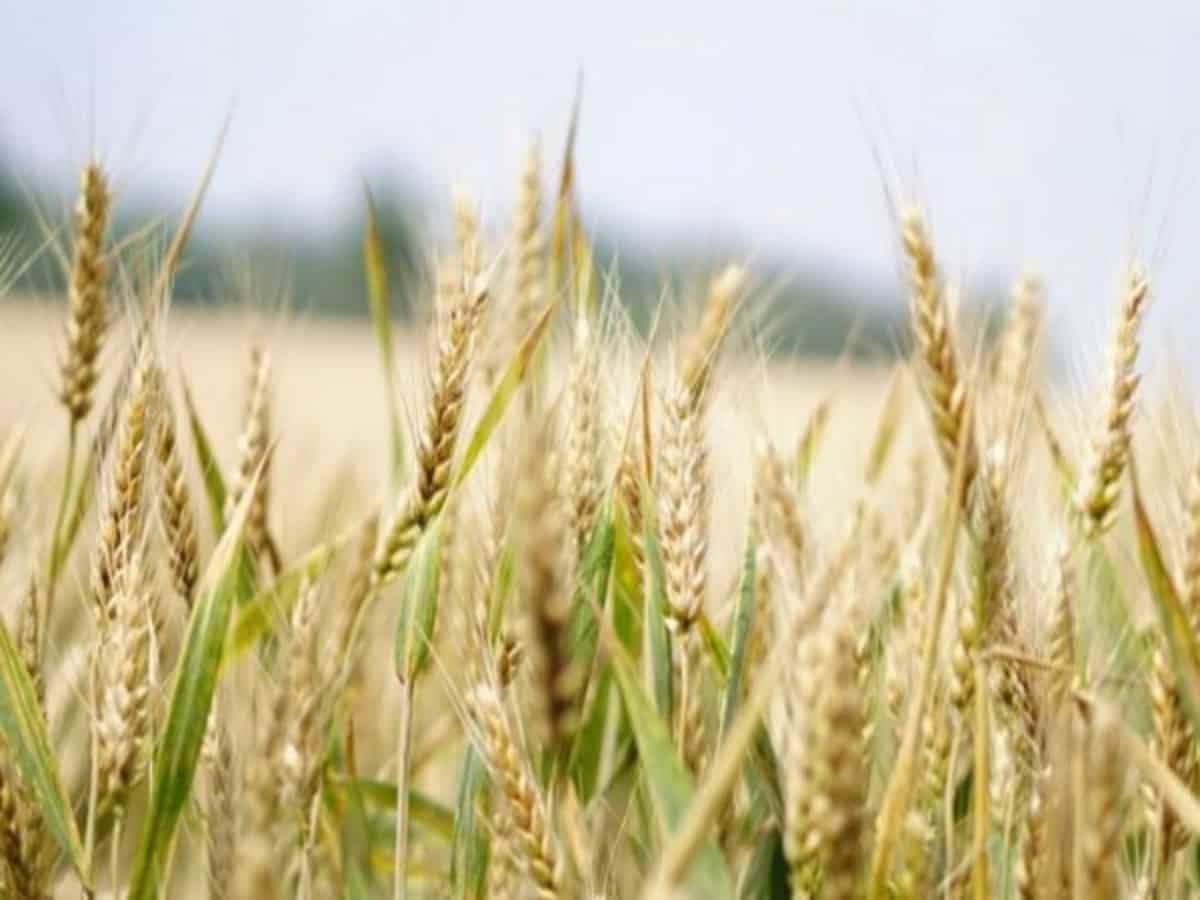 China lifted restrictions on Russian wheat weeks before eruption of conflict: Report