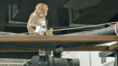 Langur to keep monkeys away from CCTVs in UP's Pilibhit