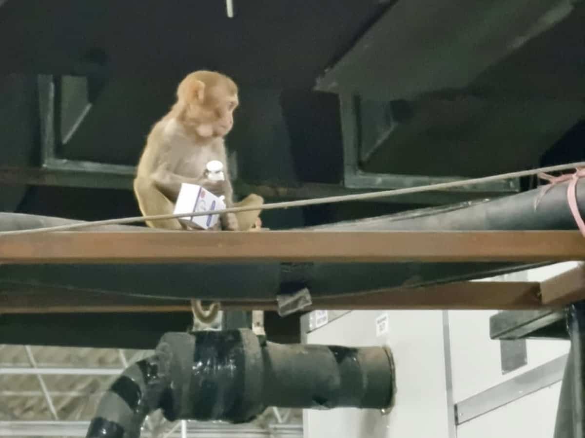 Langur to keep monkeys away from CCTVs in UP's Pilibhit