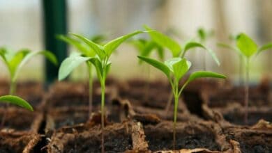 Telangana: KCR to launch drive for planting 1 cr saplings on Aug 26