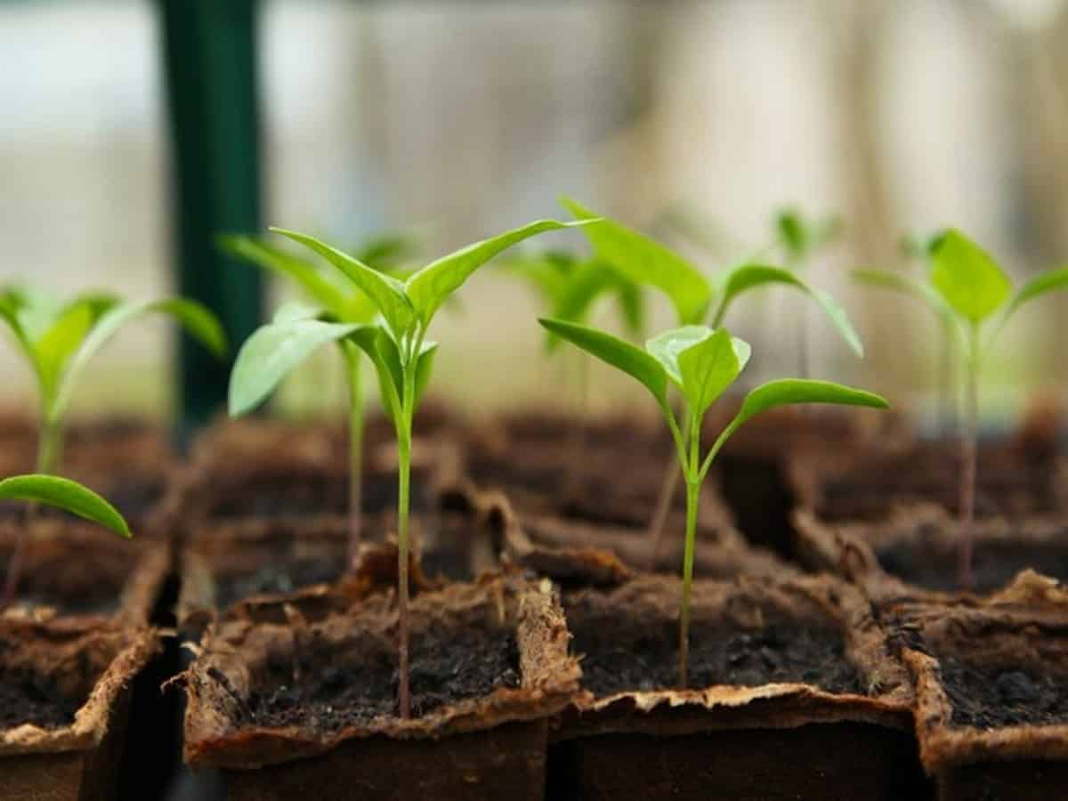 Telangana: KCR to launch drive for planting 1 cr saplings on Aug 26