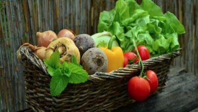 Telangana: Horticulture dept to host workshop on 'Urban farming'