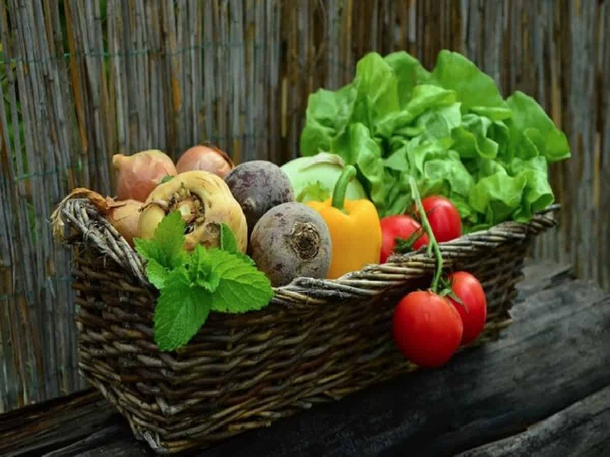 Telangana: Horticulture dept to host workshop on 'Urban farming'