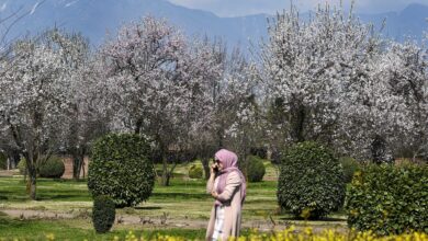 Almond trees bloom in Srinagar