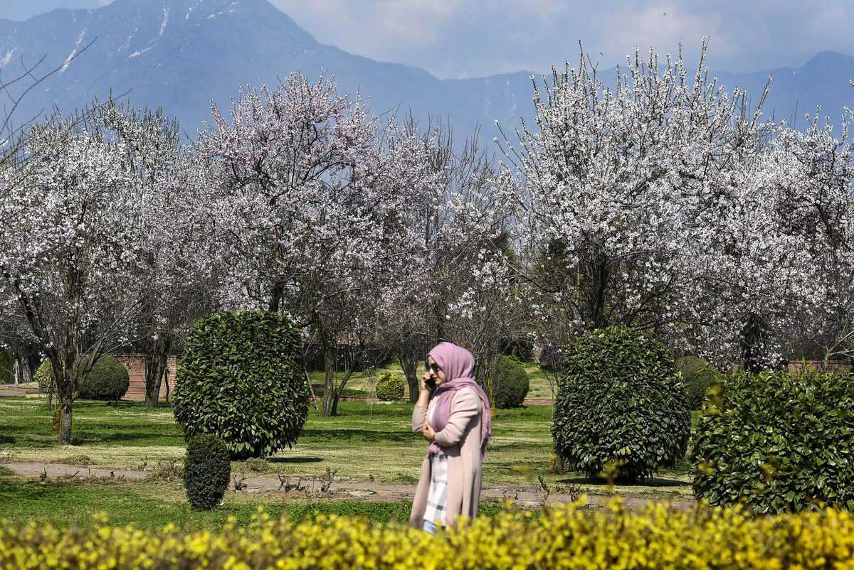 Almond trees bloom in Srinagar