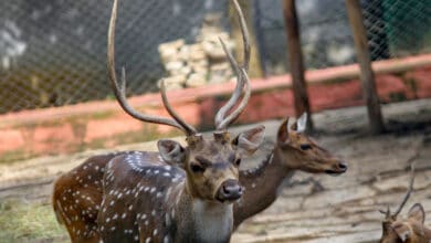 US scientists detect Omicron variant for first time in deer