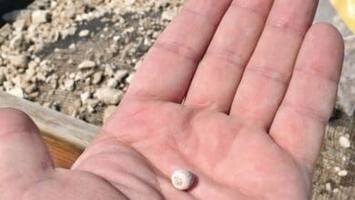 Archaeologists find over 6,500-yr-old pearl bead in Qatar grave