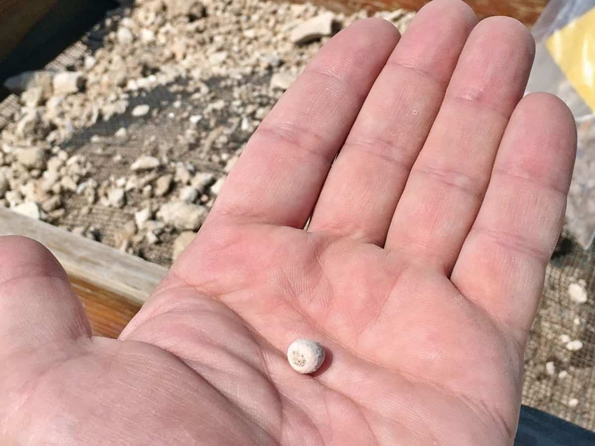 Archaeologists find over 6,500-yr-old pearl bead in Qatar grave