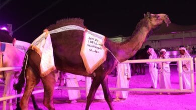 Attractive camel won beauty contest after intense scrutiny in Qatar's first camel festival