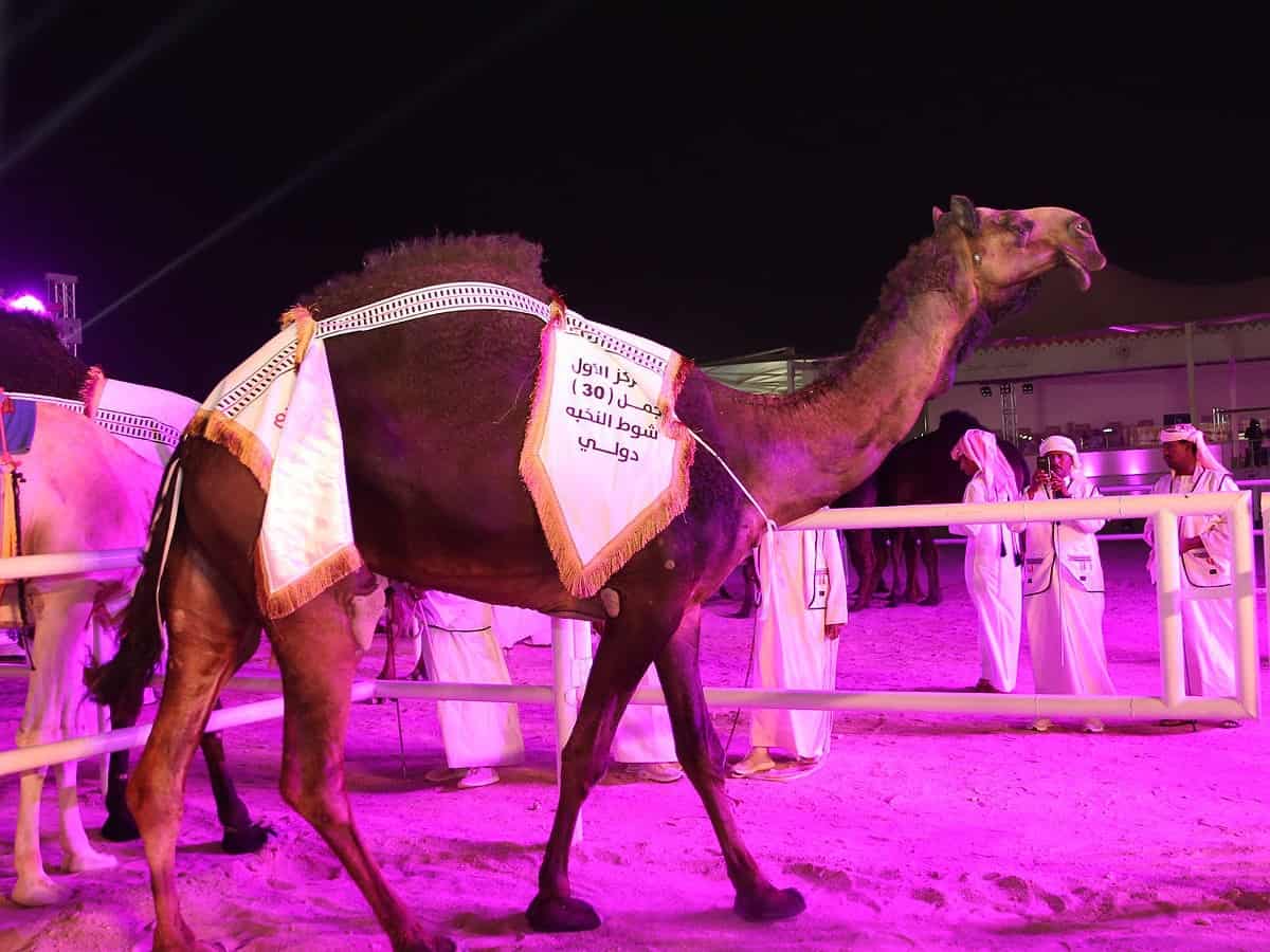 Attractive camel won beauty contest after intense scrutiny in Qatar's first camel festival