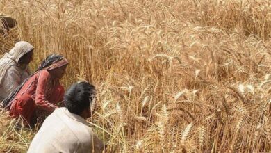 Egypt has no wheat crisis, interest rate hike likely: PM