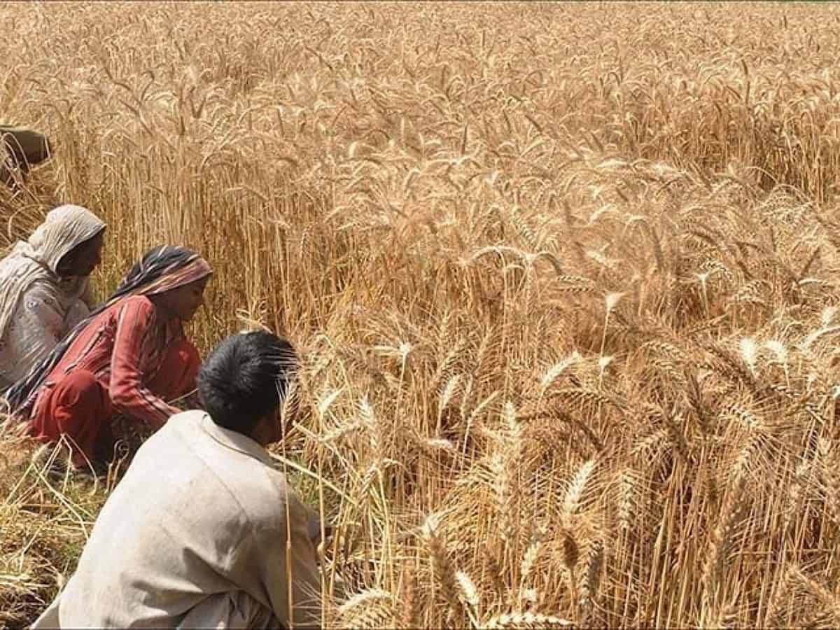 Egypt has no wheat crisis, interest rate hike likely: PM