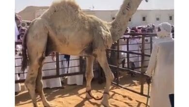 Video: Rare camel sold for SR7 mn in Saudi Arabia
