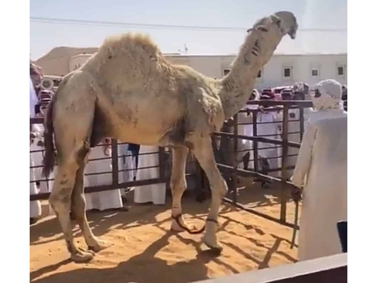 Video: Rare camel sold for SR7 mn in Saudi Arabia