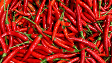 Telangana: Teja variety chilli hits record price of Rs 25.5K per quintal in Khammam
