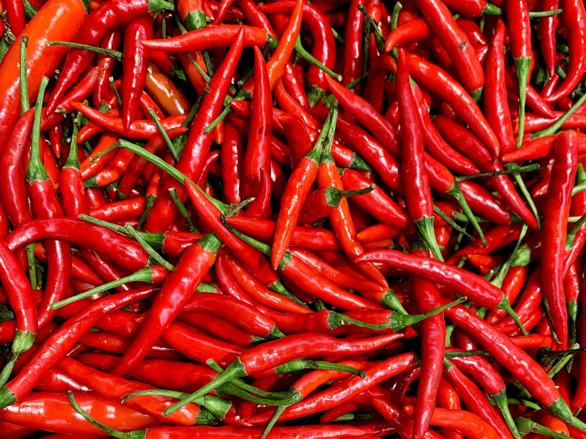 Telangana: Teja variety chilli hits record price of Rs 25.5K per quintal in Khammam