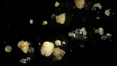 Scientists find microplastics in human blood for first time