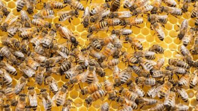 Bangalore: 10 cops injured in honey bee attack, 2 in ICU