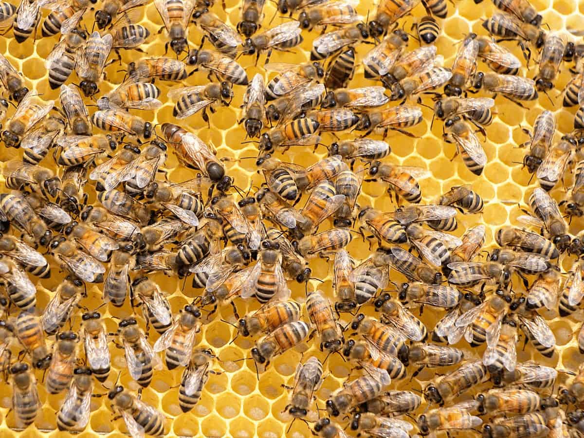 Bangalore: 10 cops injured in honey bee attack, 2 in ICU