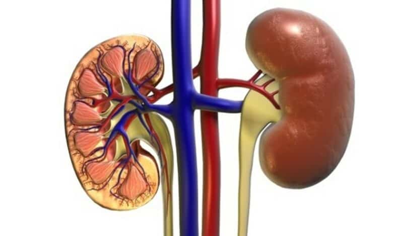 Weight loss, diabetes drugs can also protect kidneys: Study