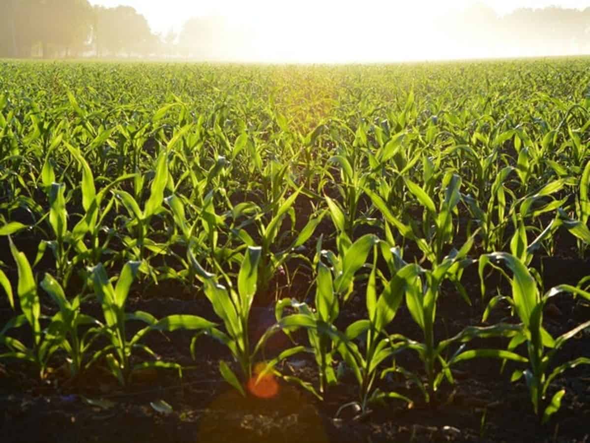 Can agricultural sector evade climate change bouncer?
