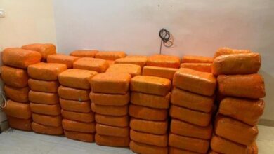 AP: Nearly 1,170 kg of cannabis worth Rs 2.33 cr seized