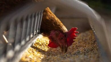 Saudi Arabia lifts temporary ban on imports of poultry from Denmark
