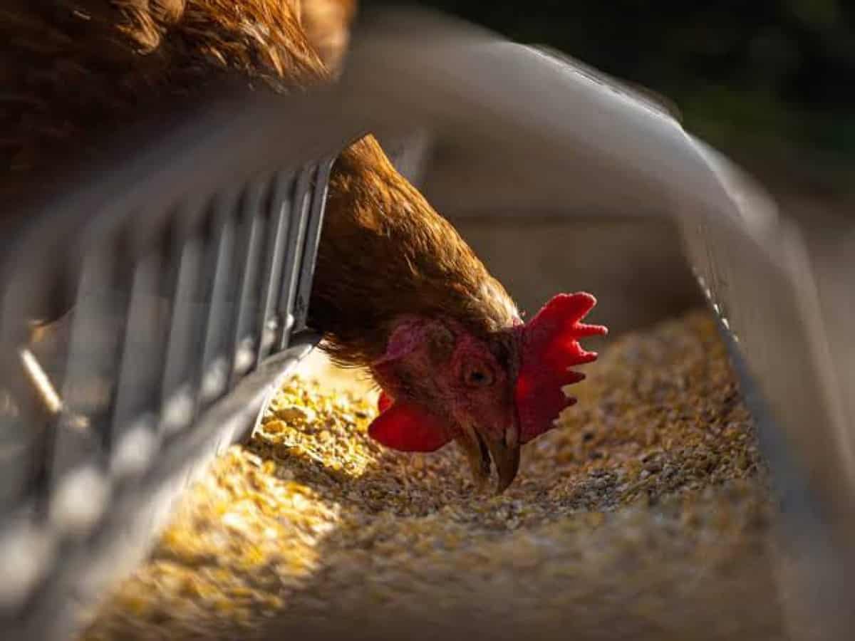 Saudi Arabia lifts temporary ban on imports of poultry from Denmark