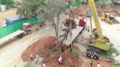 Telangana: Mahbubnagar administration translocates four 100-year-old trees