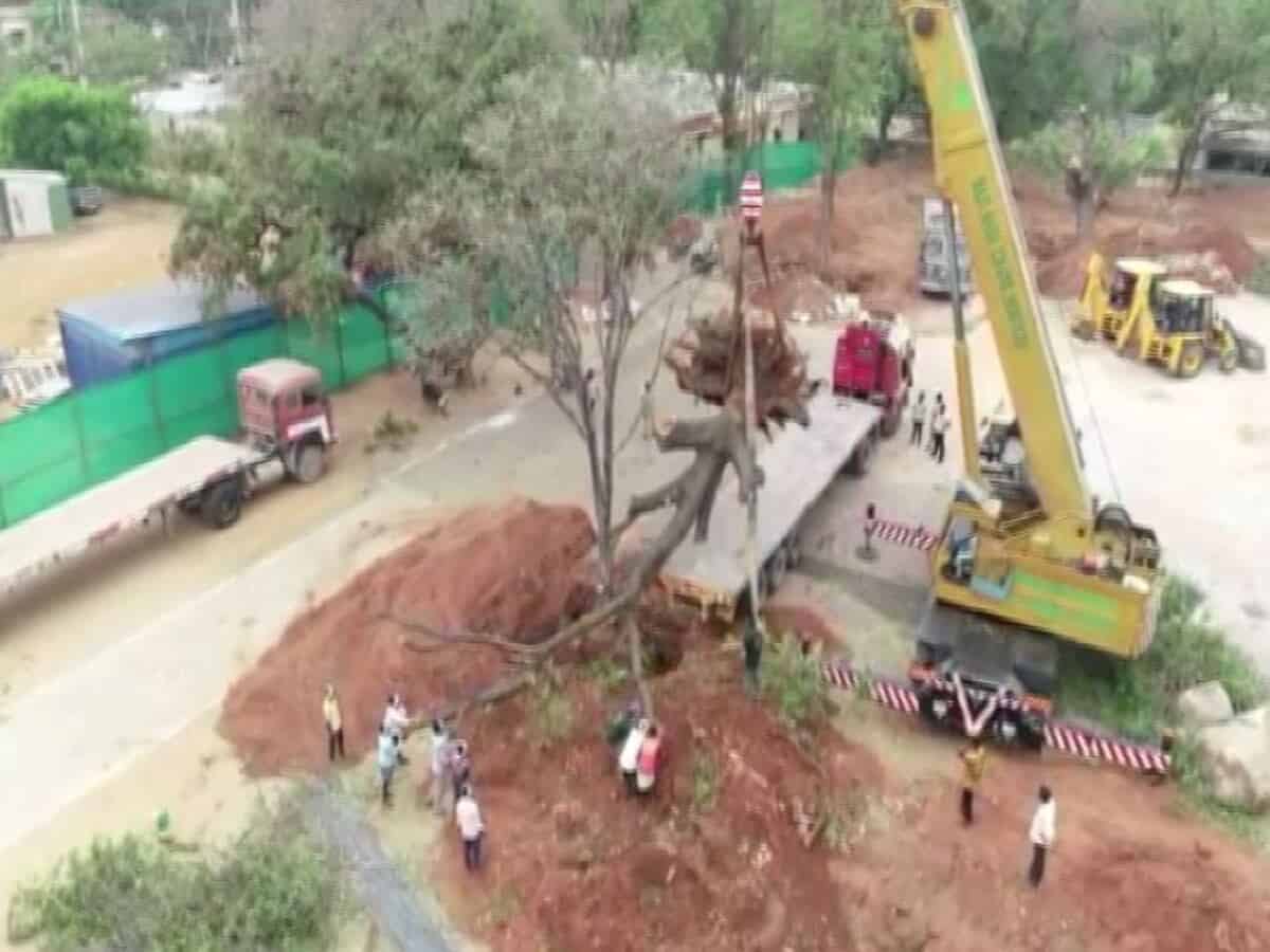 Telangana: Mahbubnagar administration translocates four 100-year-old trees