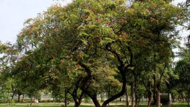 Hyderabad gets 'Tree City of the World tag' for second year