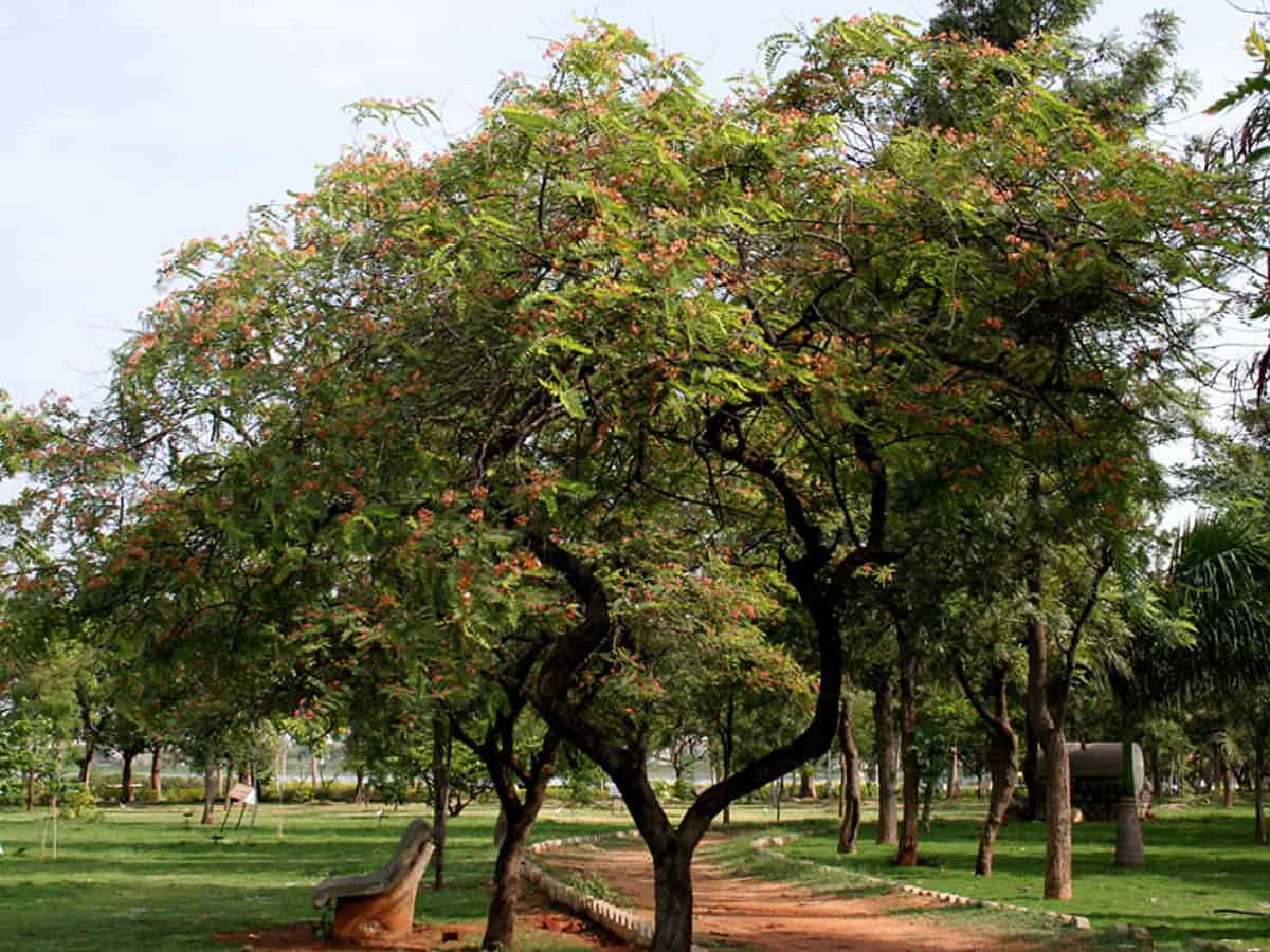 Hyderabad gets 'Tree City of the World tag' for second year