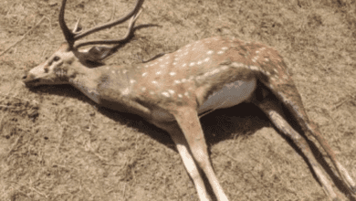Spotted deer found dead on University of Hyderabad campus