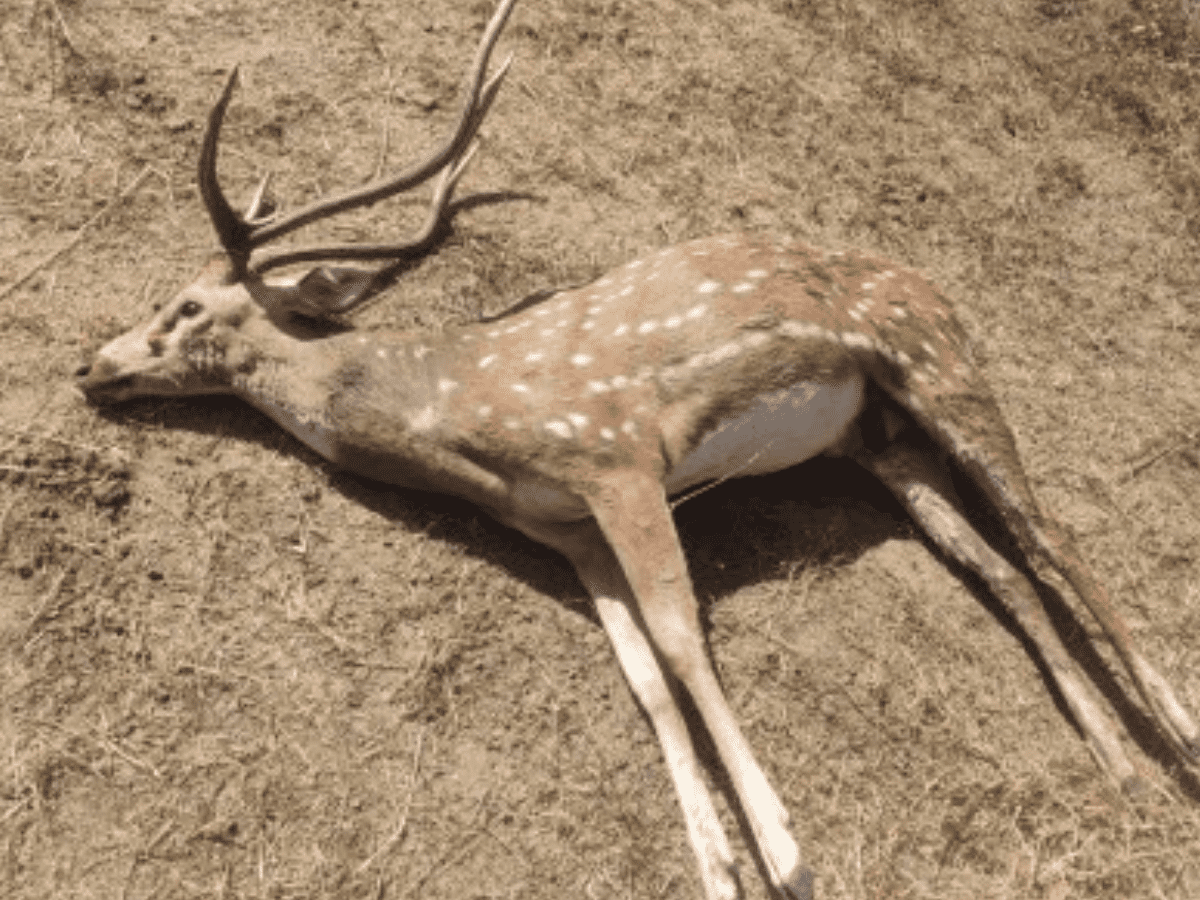 Spotted deer found dead on University of Hyderabad campus