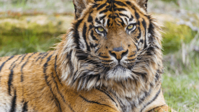 Telangana forests rolling out red carpet to tigers from Maharashtra with increased green cover