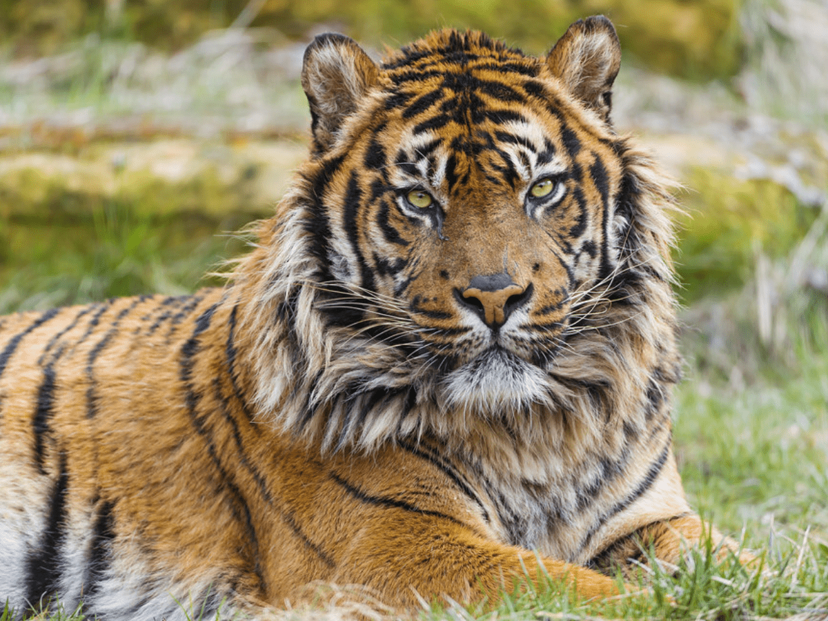 Andhra: 2 more tigers die in Indira Gandhi Zoo Park of Visakhapatnam