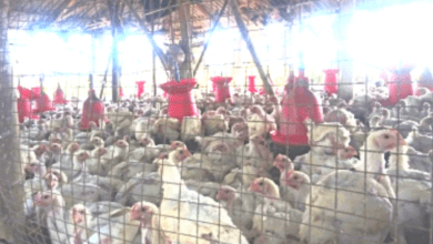 Alert in Telangana as 2,500 chickens die, bird flu suspected