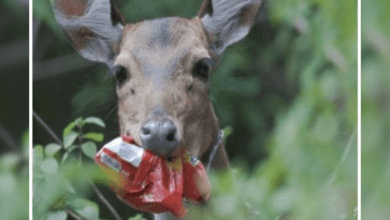 forests plastic-free begin in Telangana State