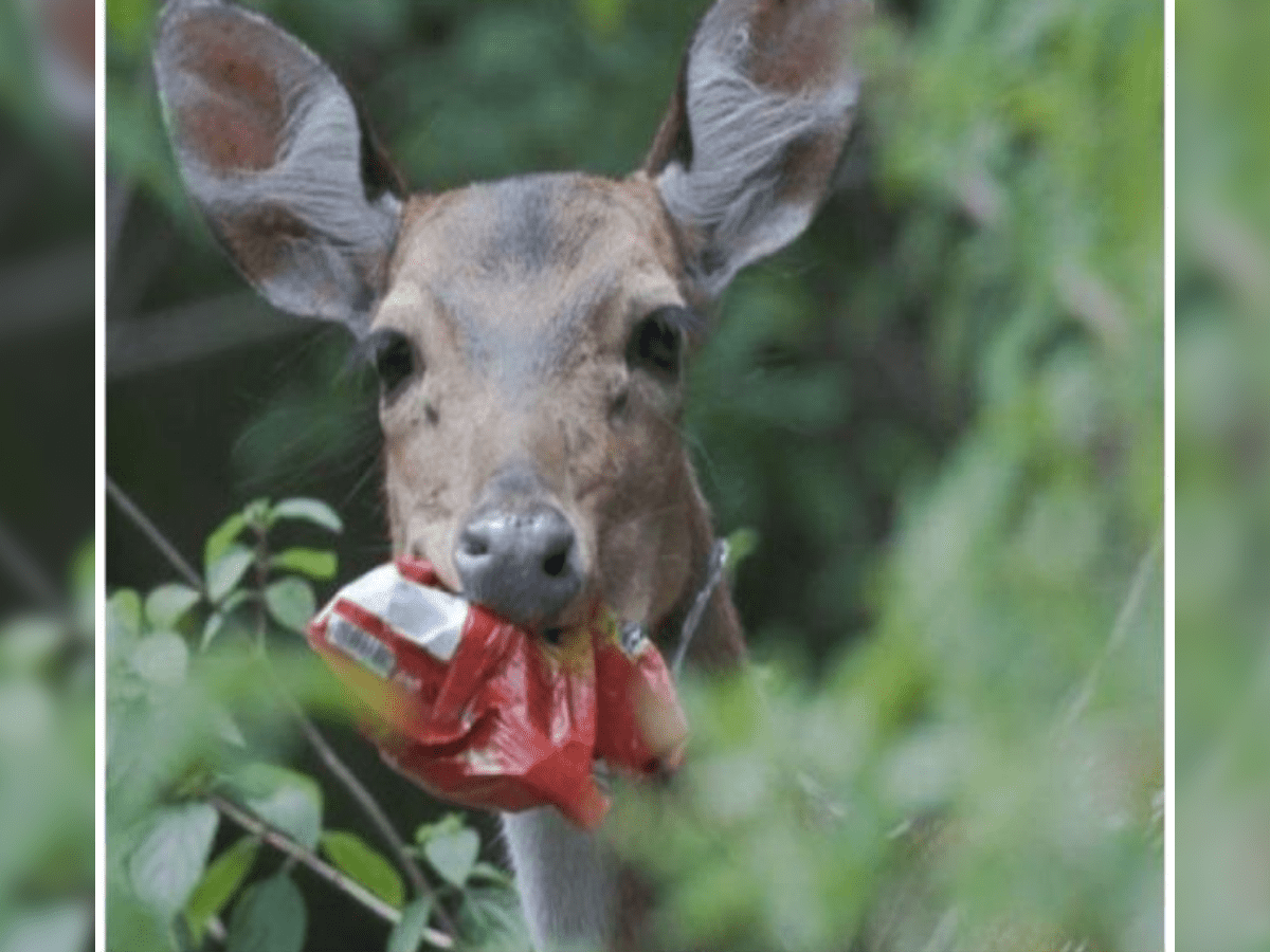 forests plastic-free begin in Telangana State