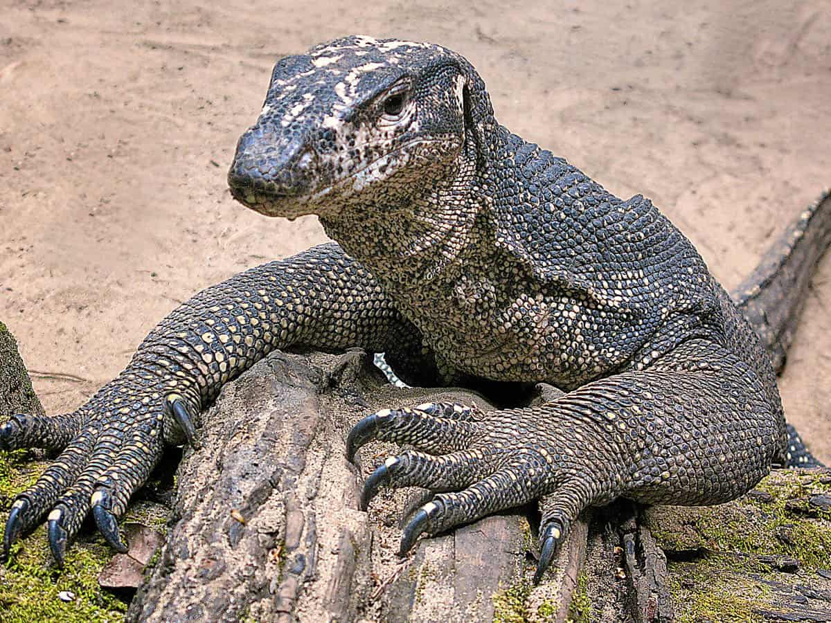 Four held for 'raping' Bengal monitor lizard in Maha forest