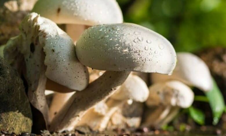 8 Assam Police personnel fall ill after consuming wild mushrooms