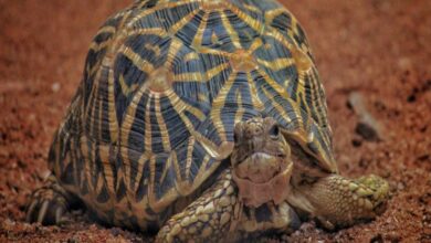 Indian Star Tortoise