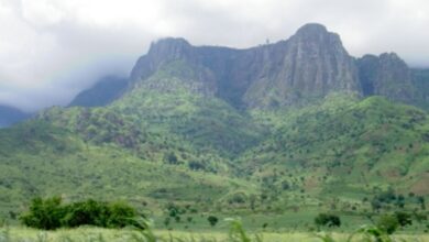 African scientists say green future at stake amid deforestation
